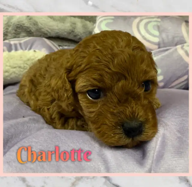 Mini Cockapoo F1B puppies - Photo 2