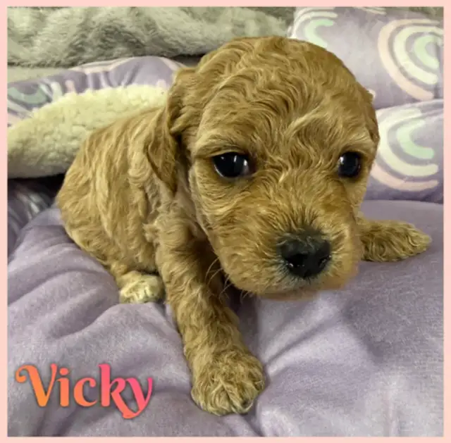 Mini Cockapoo F1B puppies - Photo 3