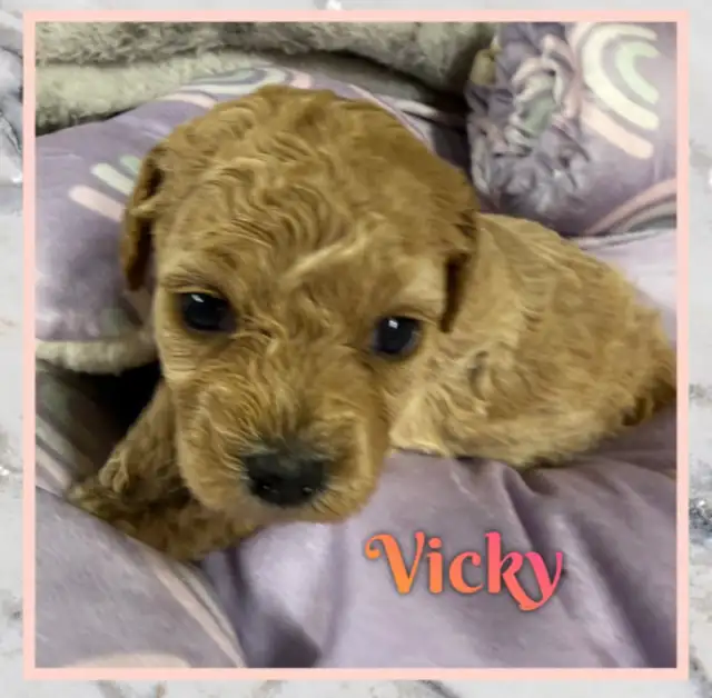 Mini Cockapoo F1B puppies - Photo 4