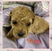 Mini Cockapoo F1B puppies - Photo 4