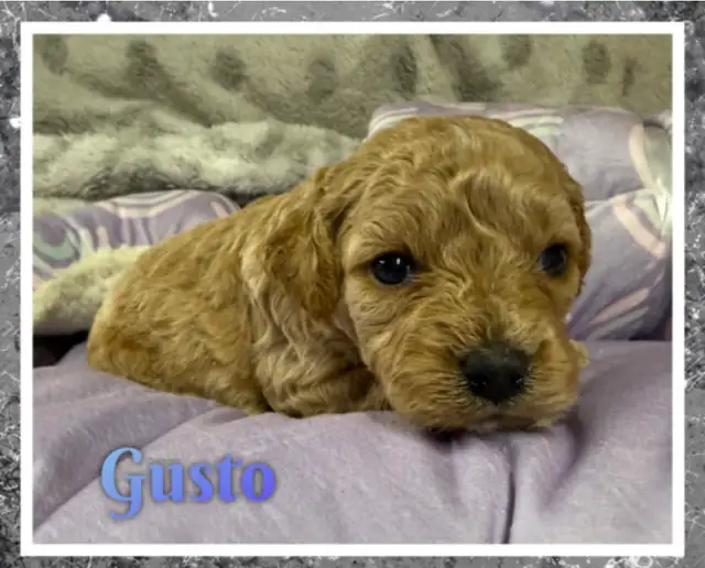 Mini Cockapoo F1B puppies - Photo 5