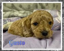 Mini Cockapoo F1B puppies - Photo 5
