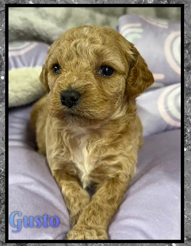 Mini Cockapoo F1B puppies - Photo 6