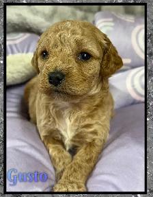 Mini Cockapoo F1B puppies - Photo 6