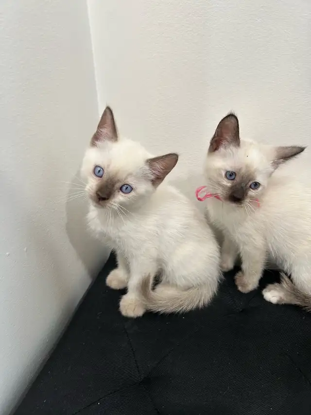Siamese Kittens ready to be rehomed!