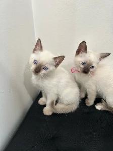 Siamese Kittens ready to be rehomed!
