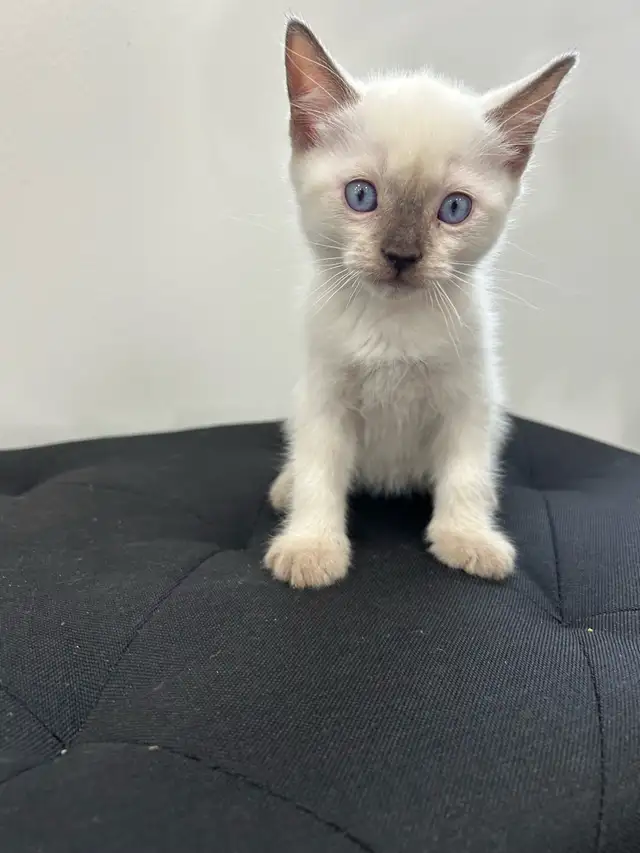 Siamese Kittens ready to be rehomed! - Photo 2