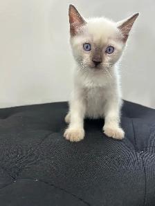 Siamese Kittens ready to be rehomed! - Photo 2