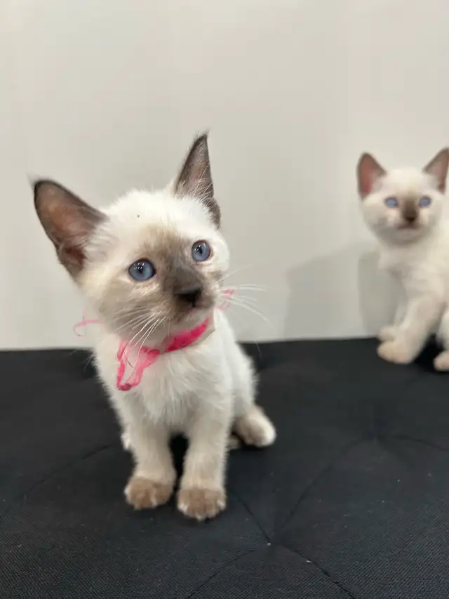 Siamese Kittens ready to be rehomed! - Photo 3