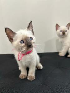 Siamese Kittens ready to be rehomed! - Photo 3