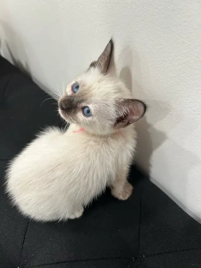 Siamese Kittens ready to be rehomed! - Photo 4