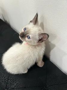 Siamese Kittens ready to be rehomed! - Photo 4