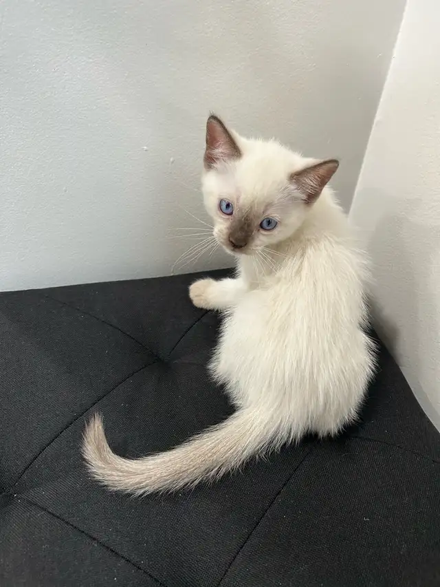 Siamese Kittens ready to be rehomed! - Photo 5