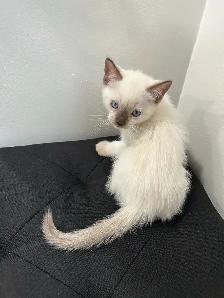 Siamese Kittens ready to be rehomed! - Photo 5