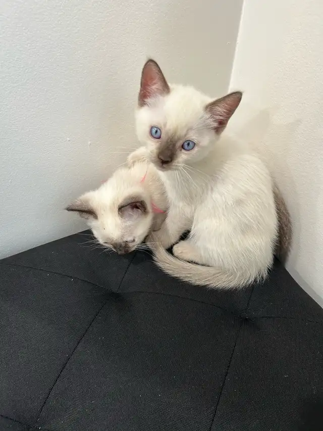 Siamese Kittens ready to be rehomed! - Photo 6