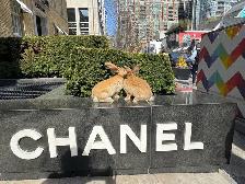 Flemish Giants!!