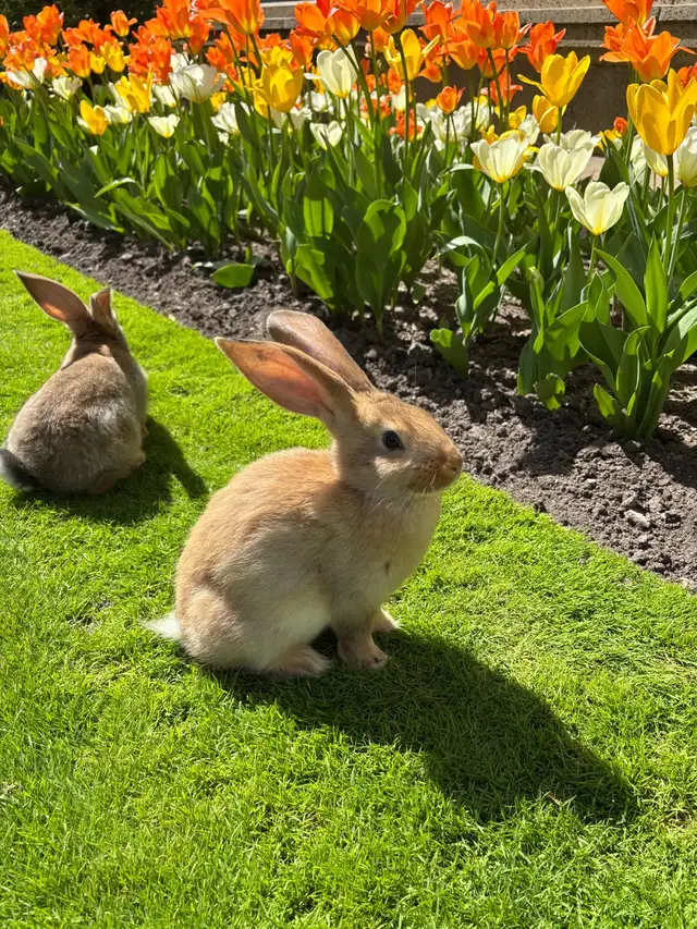 Flemish Giants!! - Photo 2