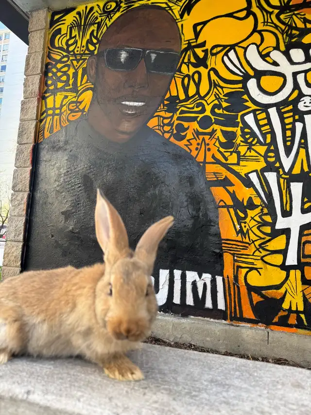 Flemish Giants!! - Photo 3
