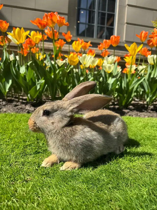 Flemish Giants!! - Photo 4