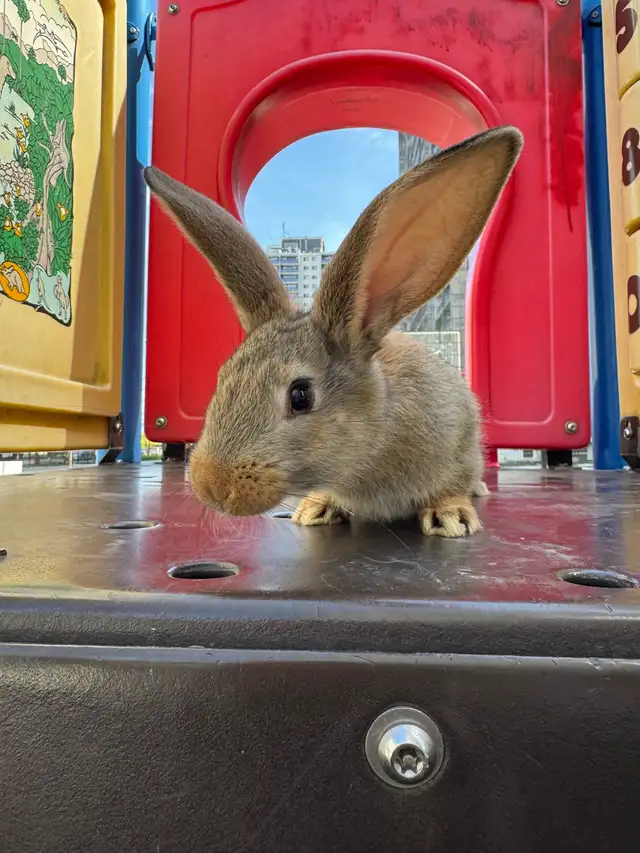 Flemish Giants!! - Photo 7