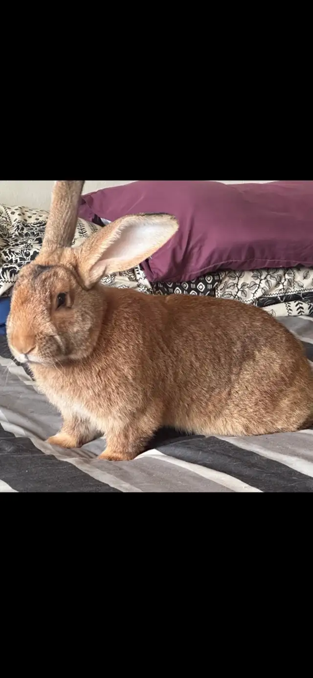 Flemish Giants!! - Photo 8
