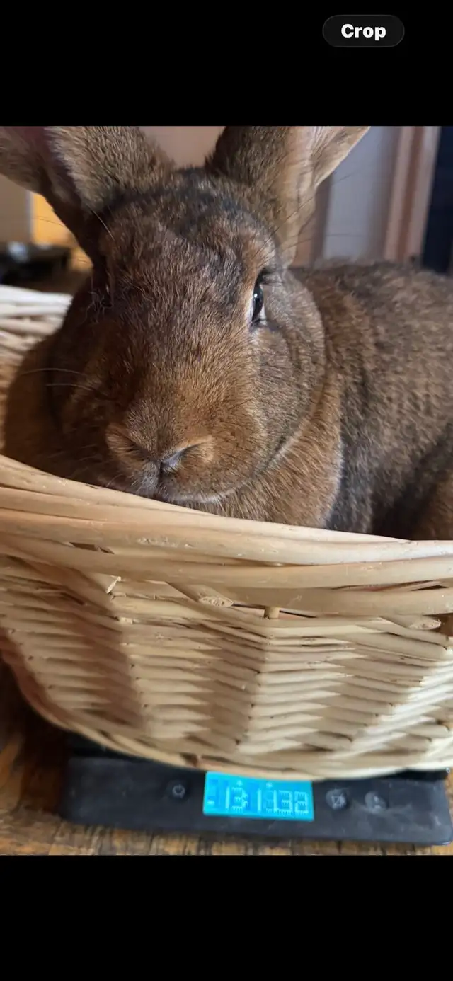 Flemish Giants!! - Photo 9