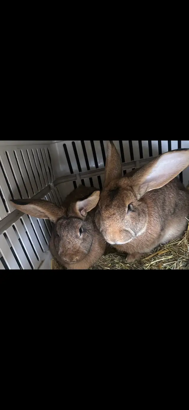 Flemish Giants!! - Photo 10