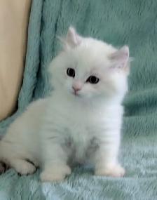 Male Polydactyly Ragdoll/Highland Lynx  Munchkin Kitten