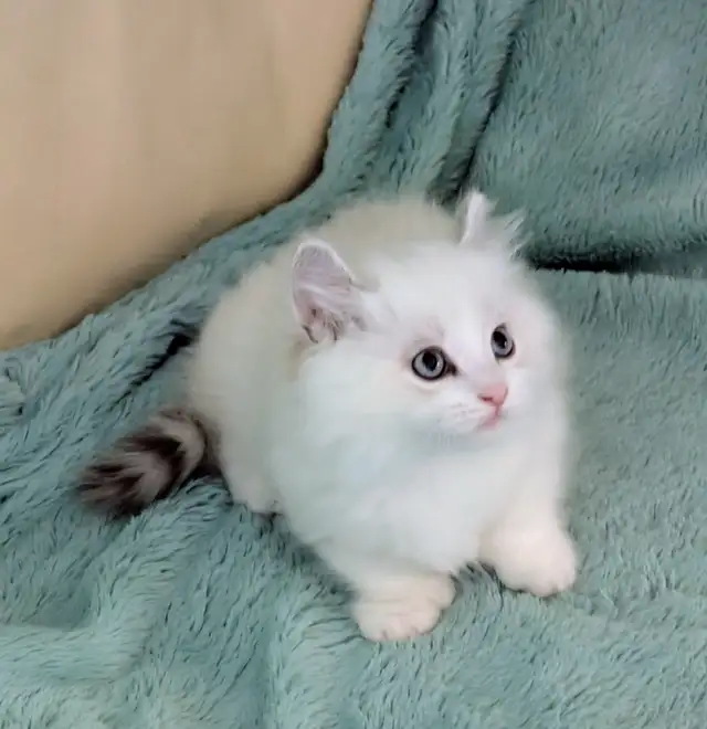 Male Polydactyly Ragdoll/Highland Lynx  Munchkin Kitten - Photo 2