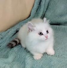 Male Polydactyly Ragdoll/Highland Lynx  Munchkin Kitten - Photo 2