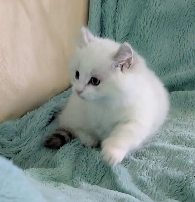 Male Polydactyly Ragdoll/Highland Lynx  Munchkin Kitten - Photo 3