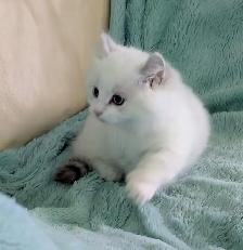 Male Polydactyly Ragdoll/Highland Lynx  Munchkin Kitten - Photo 3