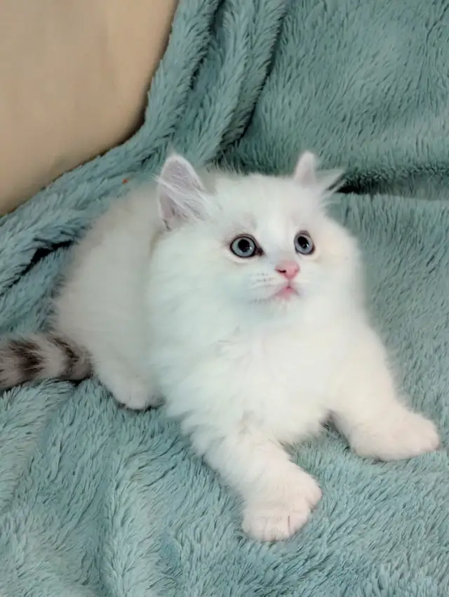 Male Polydactyly Ragdoll/Highland Lynx  Munchkin Kitten - Photo 4