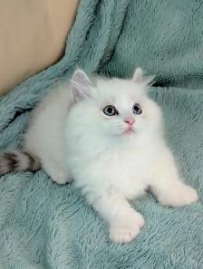 Male Polydactyly Ragdoll/Highland Lynx  Munchkin Kitten - Photo 4