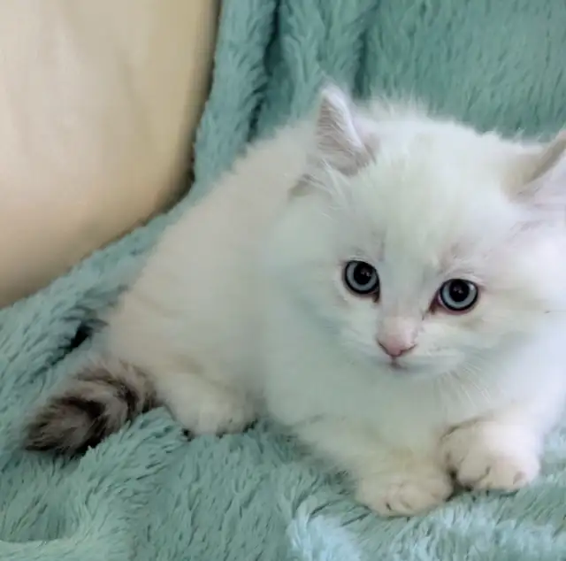 Male Polydactyly Ragdoll/Highland Lynx  Munchkin Kitten - Photo 5