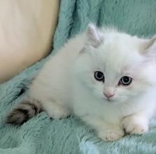 Male Polydactyly Ragdoll/Highland Lynx  Munchkin Kitten - Photo 5