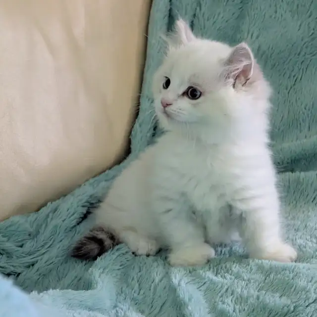 Male Polydactyly Ragdoll/Highland Lynx  Munchkin Kitten - Photo 6