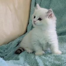 Male Polydactyly Ragdoll/Highland Lynx  Munchkin Kitten - Photo 6