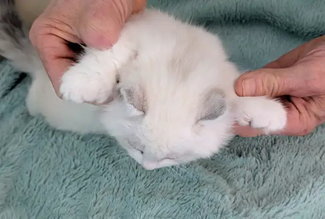 Male Polydactyly Ragdoll/Highland Lynx  Munchkin Kitten - Photo 7