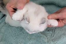 Male Polydactyly Ragdoll/Highland Lynx  Munchkin Kitten - Photo 7