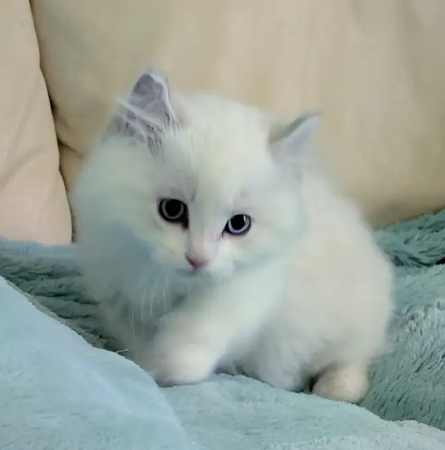 Male Polydactyly Ragdoll/Highland Lynx  Munchkin Kitten - Photo 8