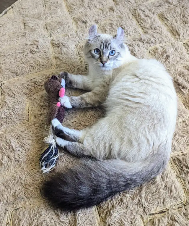 Male Polydactyly Ragdoll/Highland Lynx  Munchkin Kitten - Photo 9