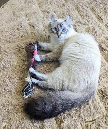 Male Polydactyly Ragdoll/Highland Lynx  Munchkin Kitten - Photo 9