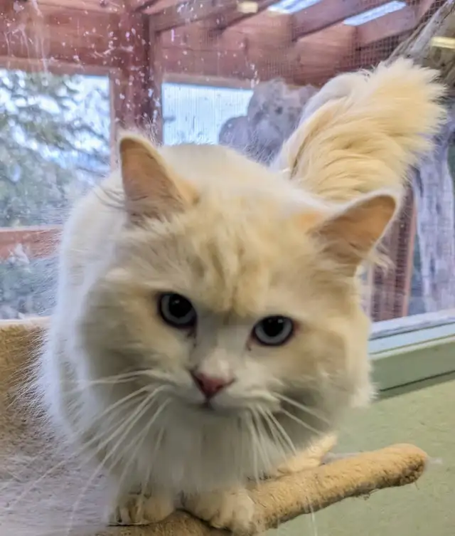 Male Polydactyly Ragdoll/Highland Lynx  Munchkin Kitten - Photo 10
