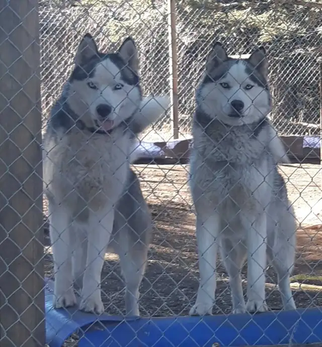 Siberian Husky