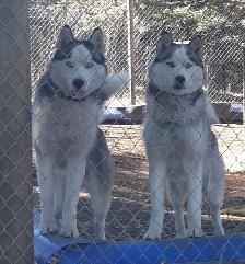 Siberian Husky