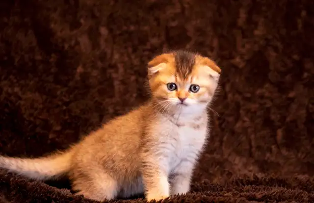 purebreed Scottish/ British kittens