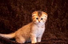 purebreed Scottish/ British kittens