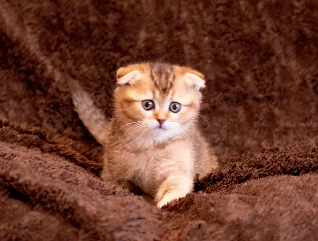 purebreed Scottish/ British kittens - Photo 2