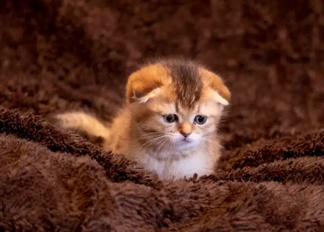 purebreed Scottish/ British kittens - Photo 3
